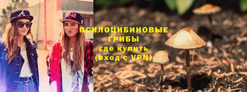 Галлюциногенные грибы Psilocybe  Семилуки 